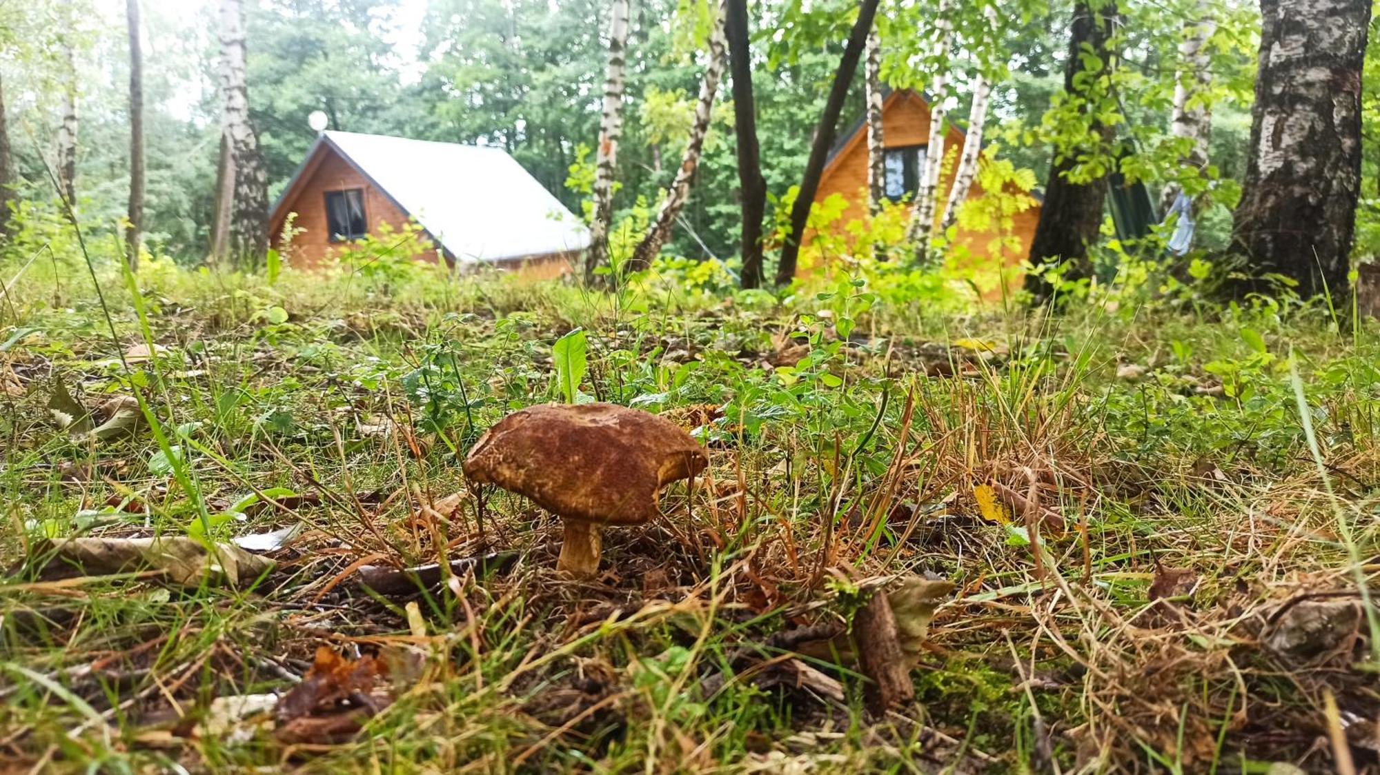 Las Lorien - Wynajem Domkow Letniskowych Villa Roczyny Exterior photo